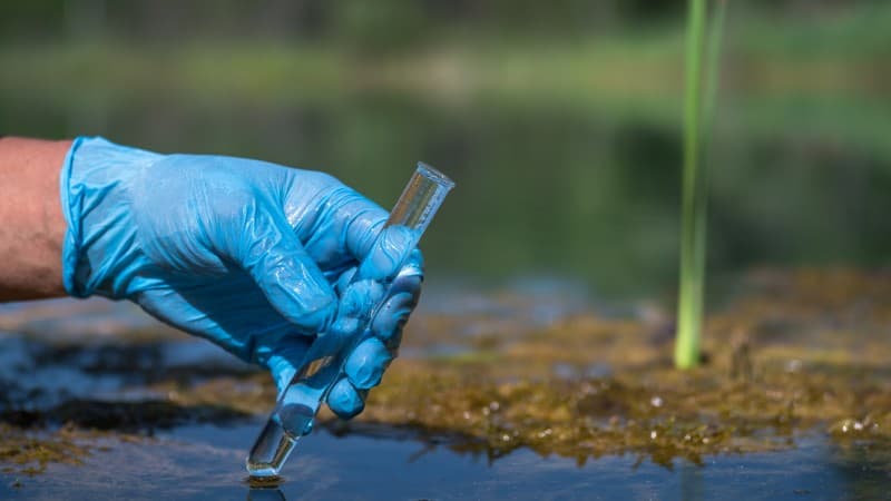 Chinese Nationals Caught Smuggling  Agroterrorism  Fungus Into America Breadbasket