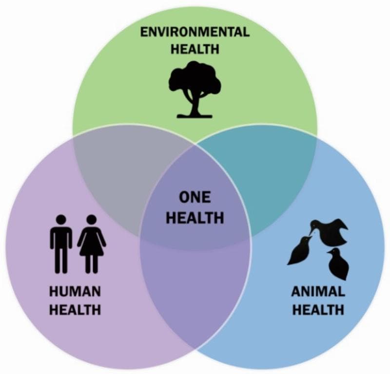 ONE HEALTH: The NEW GODLESS QUASI-RELIGION that PLACES NATURE ABOVE HUMANS! 🌍