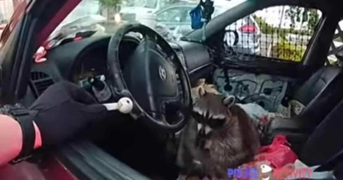 WILD: Woman Caught with Pet RACCOON and a Crack Pipe?! 😱🦝