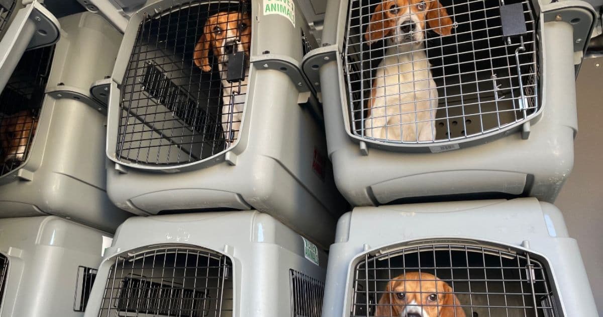 TRUMP'S NIH Just KILLED the Last Beagle Lab... 🐶💔 Say Goodbye to Furry Suffering! (FINALLY!)